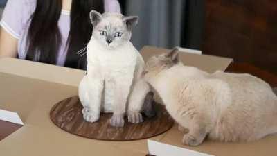 How to traumatize your cat with these simple steps.