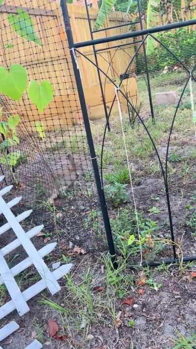 Caught a Lola Bun - the lop - morning garden binky