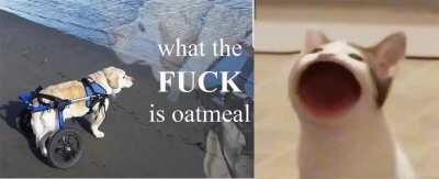 I just learned Pop Cat's name is 