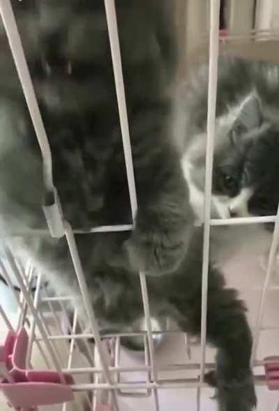 Fugitive is unhappy behind bars