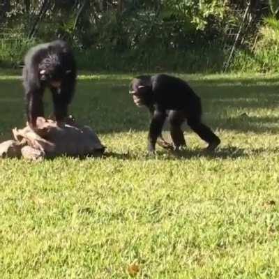 When a couple of monkeys were up to no good