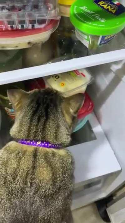 Porkchop raiding the refrigerator