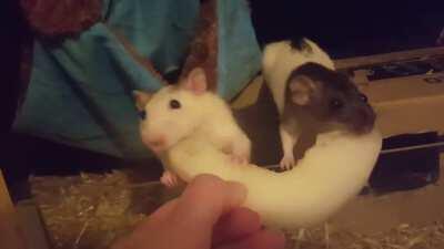 The first Time melon. I would say it's a hit 😄