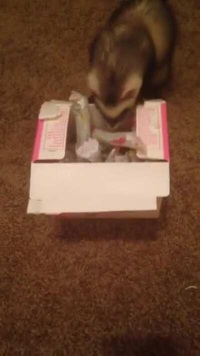 Favorite Pastime - Tampon Stealing