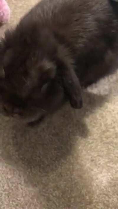 Ruby hates how much she loves the vacuum.