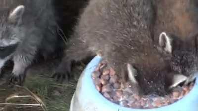 Racoon drinking milk by sticking its whole face in the bowl