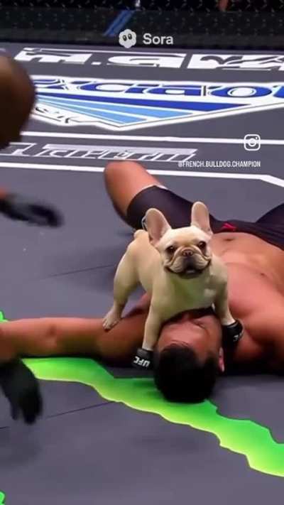 🐶🐶🐶🐶🐶🐶🐶🐶🐶🐶🐶🐶🐶🐶🐶🐶