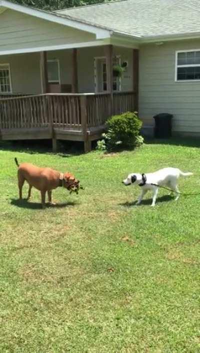 Most dogs are good people. But some dogs are jerks.