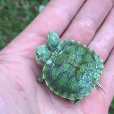 Just a cute baby turtle