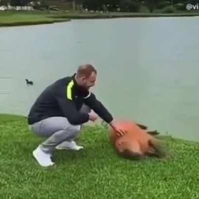 Capybara made his day