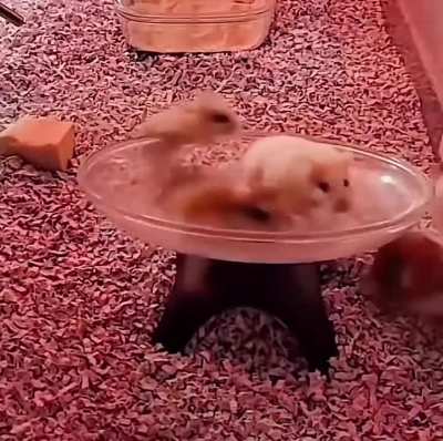 Wunk launched into geostationary orbit