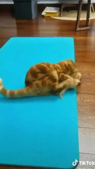 Cats don’t respect vulnerabilities