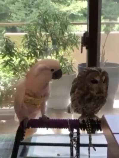 Be my friend? Owl always be there for you.