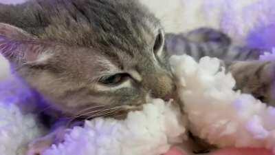 Baker with the loudest purrs