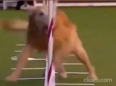 Lobo is a star in my book