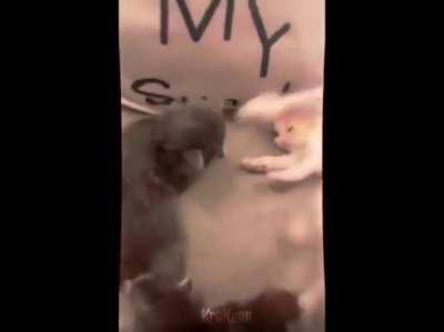 Sepan hermanos que la Guerra Santa se acerca y los infieles pagarán. Mis gatitos Halal están listos ☪️💜