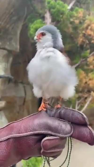 🔥 Fully grown Pigmy Falcon . It is Africa’s smallest raptor . It only weighs 2-3 ounces.