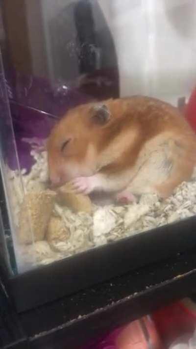 So my hamster died last night after 2 years and instead of being sad all day I figured sharing a video of my thick boy eating and asking for a Morpheus and Neo update.