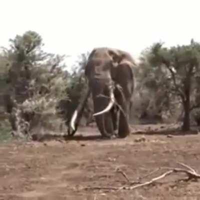 World's largest elephant (8 tons)