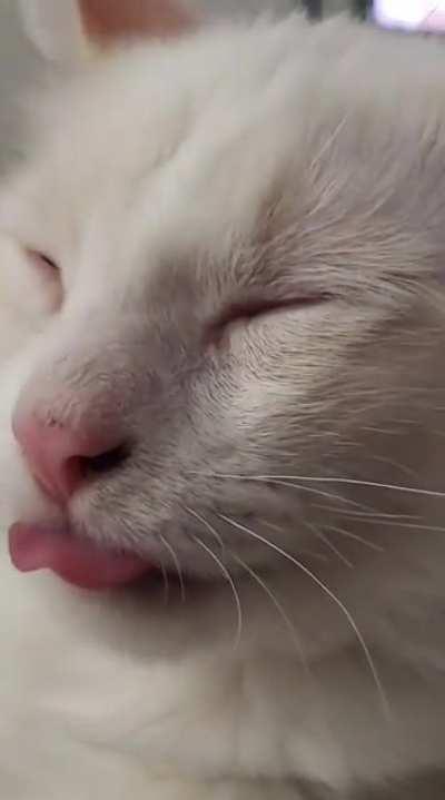 my weirdo Woodrow does this all the time