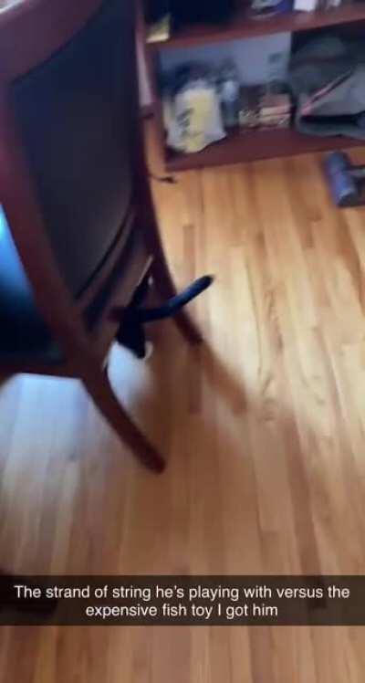 I question why I still attempt to buy him toys 😹