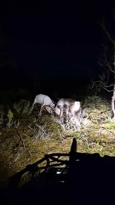 Stumbled upon 2 reindeer bulls, one being leucistic, fighting in the darkness, with them being to busy to care about me