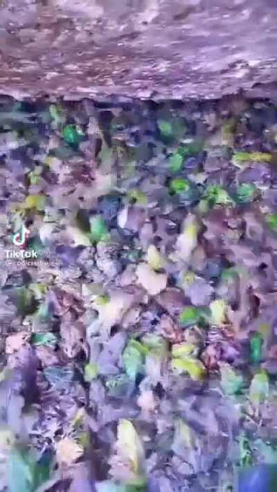 SO MANY!!!!!!!!!!! :D