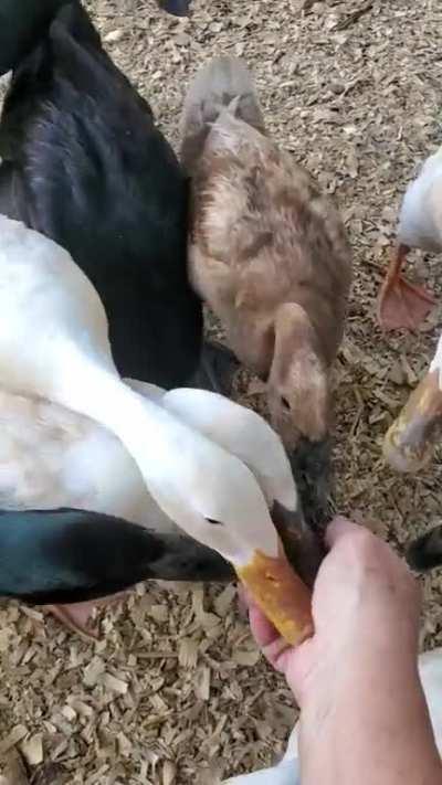 Every evening we have to have mealworm treat