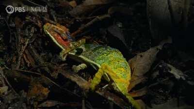 🔥 Female Chameleon Erupts with Color Before Death