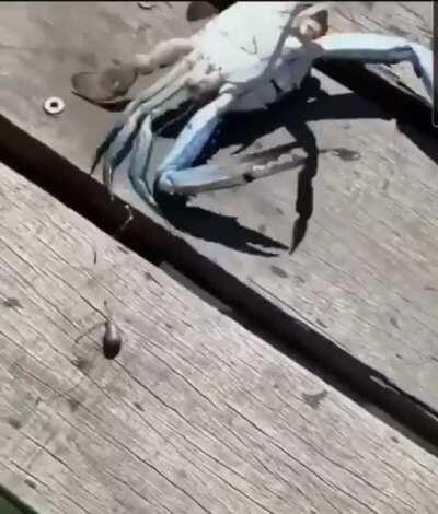 Australians are the best lmao