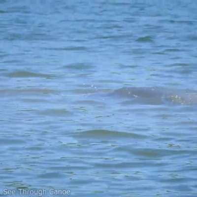 Manatee gets tail slapped in the face