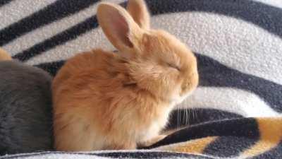 Baby Bunny Cleaning