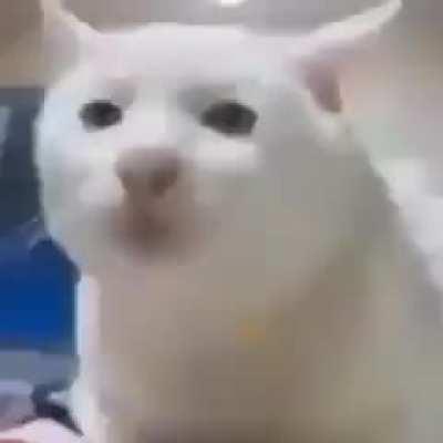 Low intelligence specimen