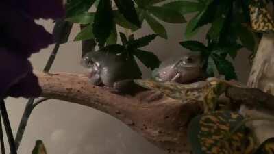 Mr pickles responds to human ‘croaks’ too :]