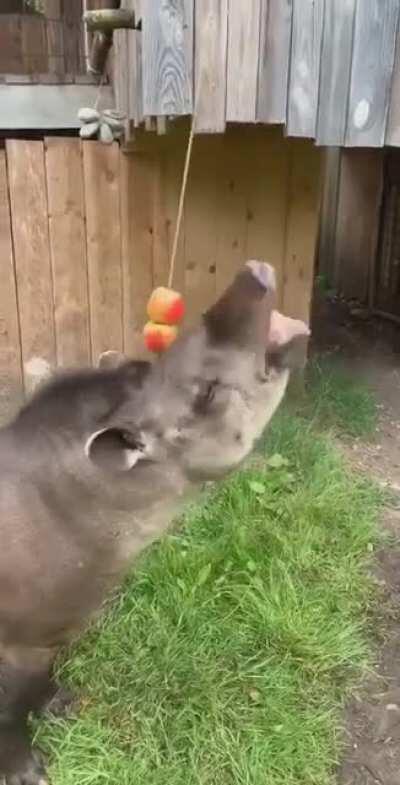 The majestic tapir
