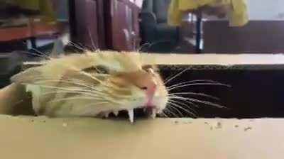 The hole puncher looks kinda weird