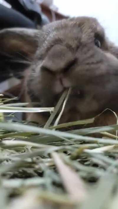 POV: You're hay