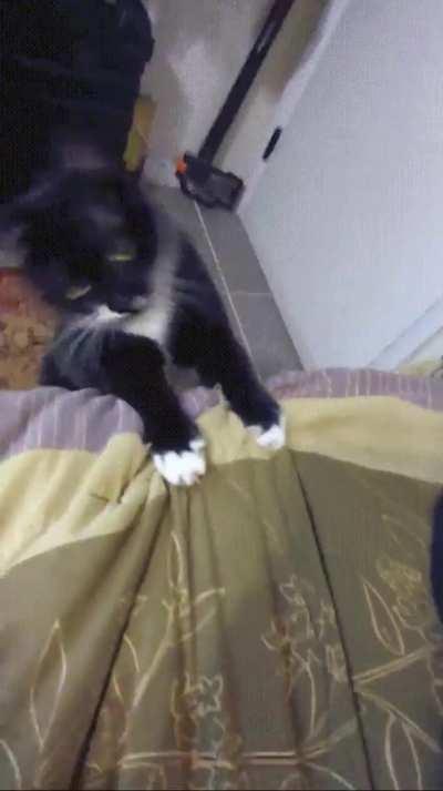 Catdance - She's a Craziac