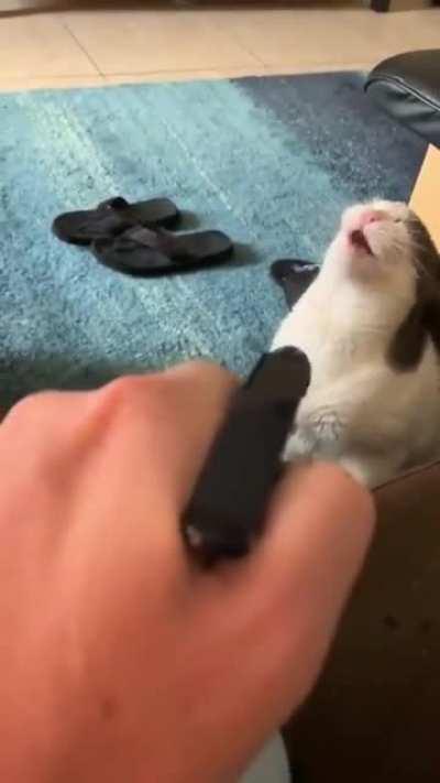 To discipline the cat