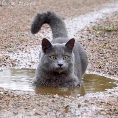 Who'd have thought it, a cat that loves puddles)))
