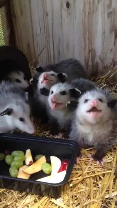 Opossum babies eating fruit.