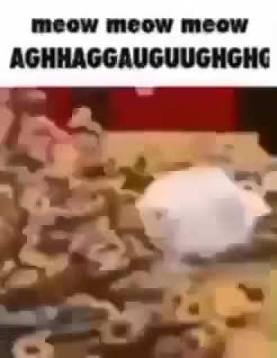 Meow meow meow meow
