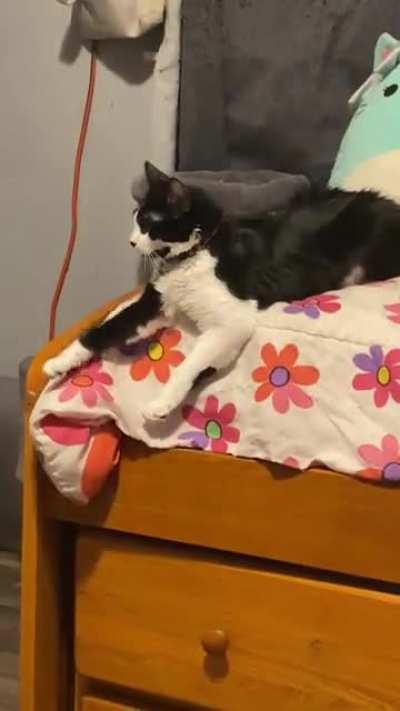 My cat does this every day at least once, I’ve never seen this sort of behavior - is he just an oddball ??