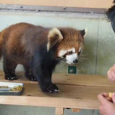 Brushing Panda...He seems to be enjoying it <3 <3
