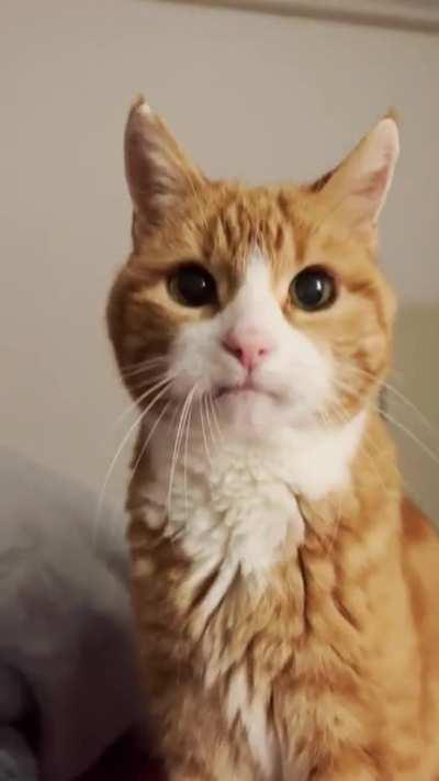 It's not quite yelling, but it's Boris answer the Ultimate Question of Life, the Universe, and Everything