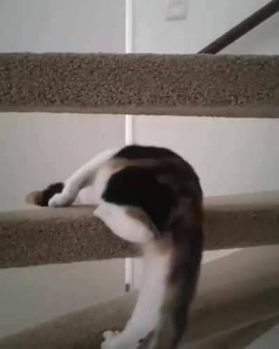 Experienced hitcat caught in action looking for her next victim