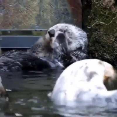 This Otter has a better skin scare regimen than me...