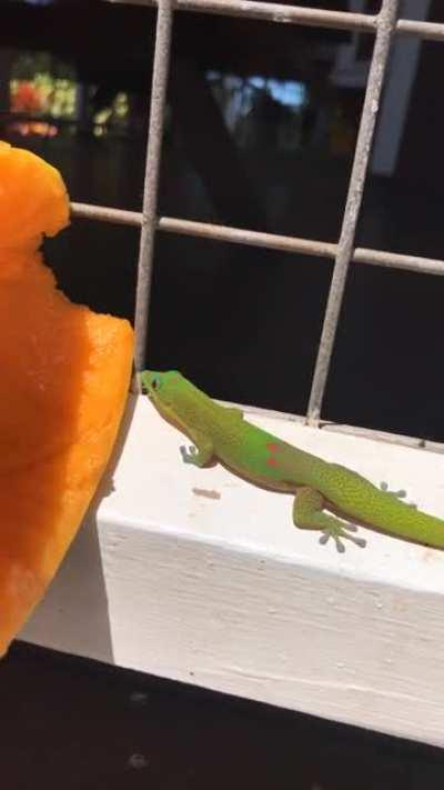 Day geckos feed on various insects and other invertebrates in the wild. They also eat nectar, pollen, and occasionally soft, ripe and sweet fruits.