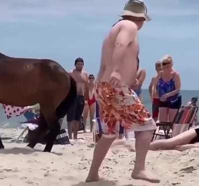 Tried to touch a random horse