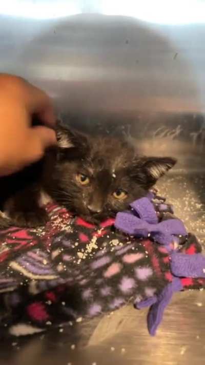 Hissy Void Kitty (TikTok: felinecuterescuer)